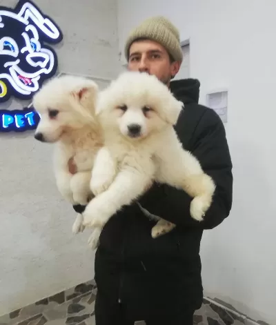 Safkan Irk Garantili Samoyed Yavrularımız