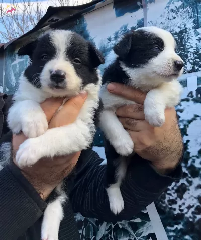 Üretim Çiftliğinden Muhteşem Border Collie Yavrularımız