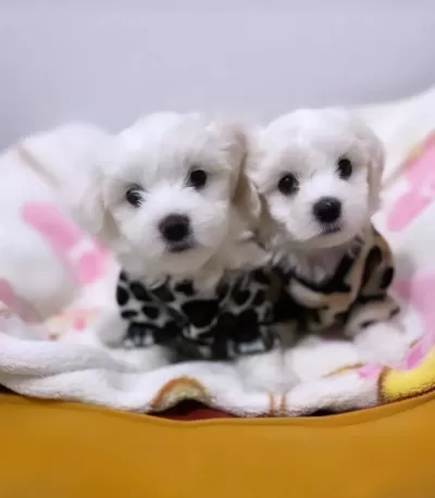 Maltesse Terrier Yavrularımız