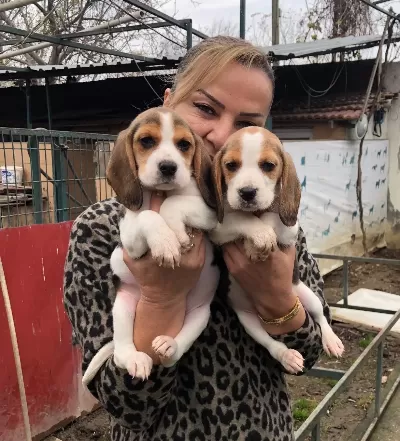Uc Renk Harika Elizabeth Beagle Yavrularımız