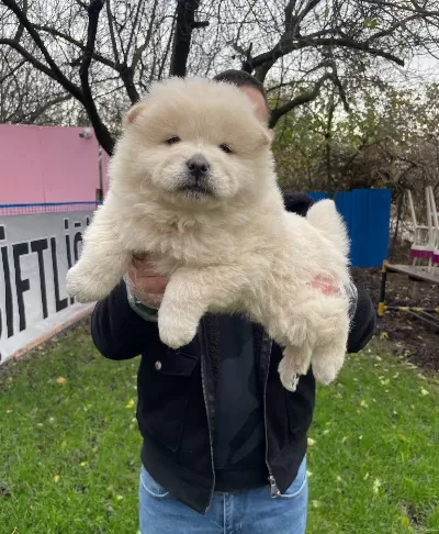 Orjinal Aslan Surat Chow Chow Yavrularımız