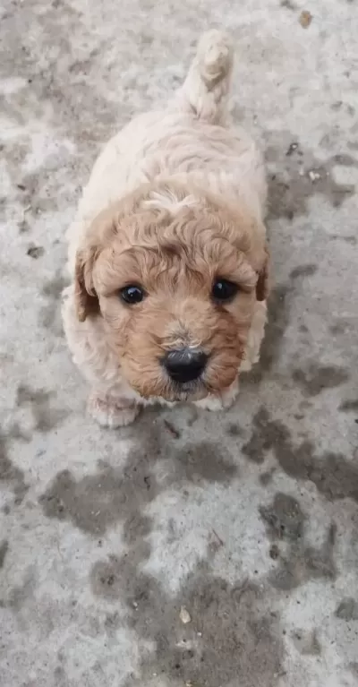 Irk Garantili Maltipoo Yavrularımiz