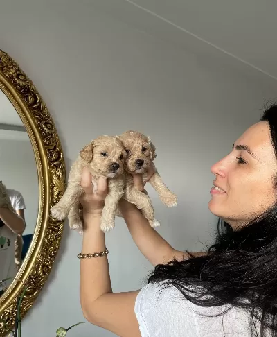 Maltipoo Yavrularım Sağlık Ve Irk Garantilidir