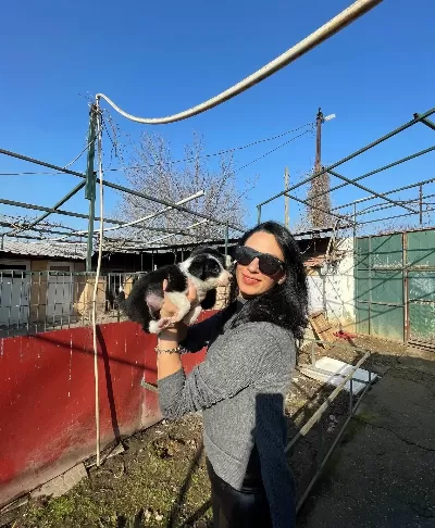 Border Colie Yavrularım Sağlık Ve Irk Garantilidir