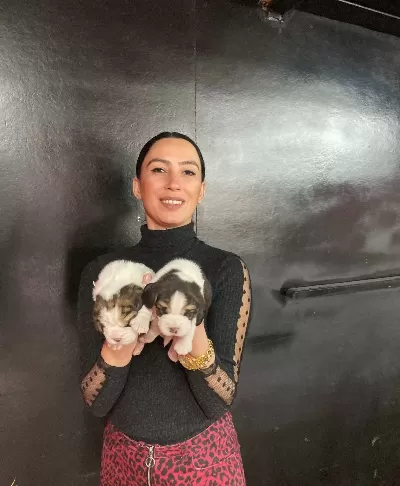 Beagle Yavrularım Sağlık Ve Irk Garantilidir