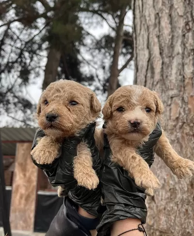 Mukemmel Kalite Maltipoo Bebekler