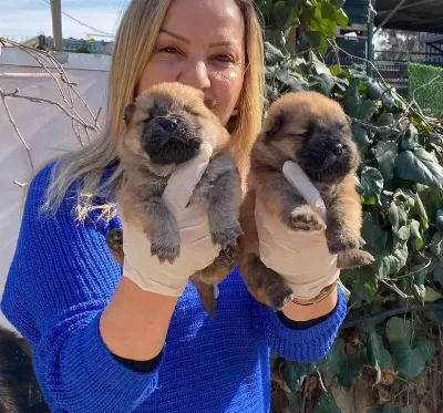 Pofuduk Cin Aslanı Chow Chow Yavrularımız