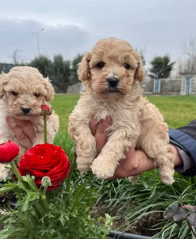 Irkının En Guzelii Maltipoo Bebekler