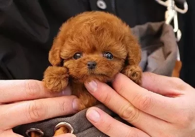 Poodle Irkının En Guzelleri