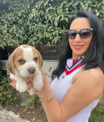 Beagle Yavrularım Sağlık Ve Irk Garantilidir