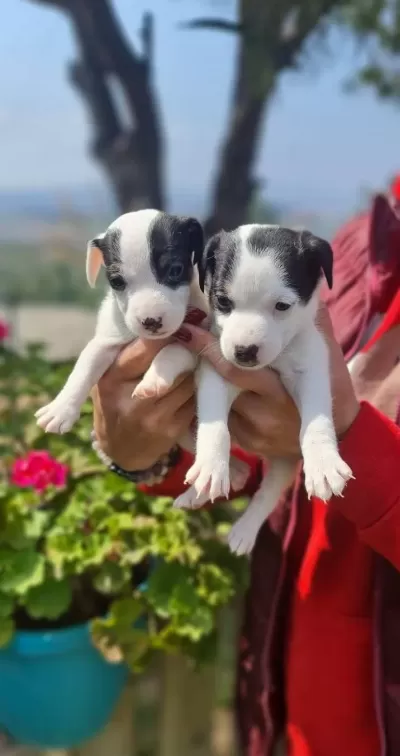 Maskeli Haylazlar Beyaz Jack Russell Yavruları