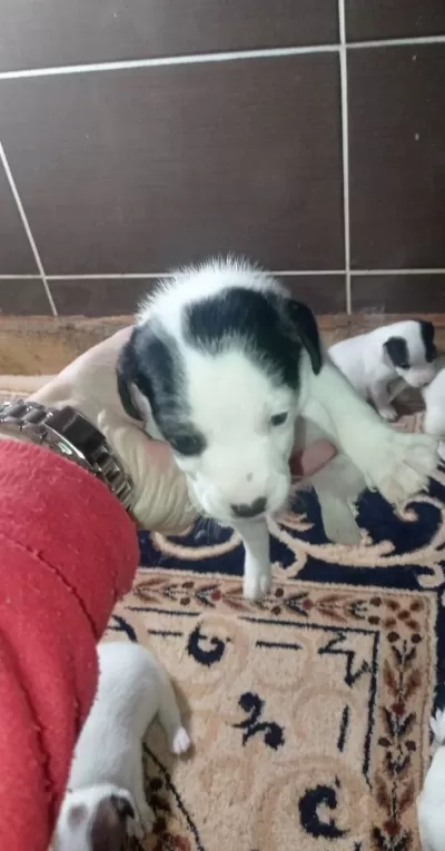 Jack Russell Bebeklerimiz