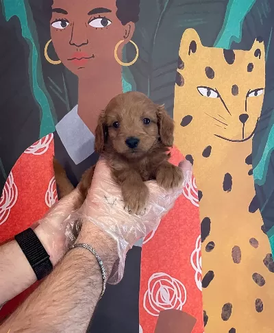 Red Brown Maltipoo Bebeklerimiz