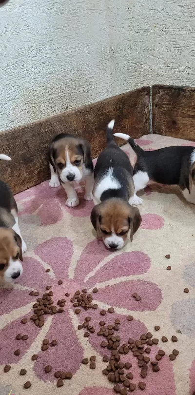 Safkan Irk Garantili Beagle Bebekler