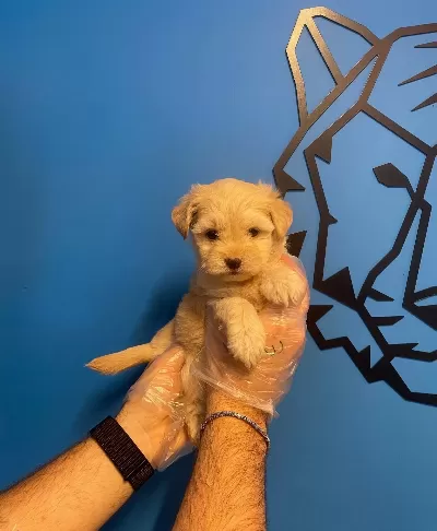 Bebek Yüz Cok Ozel Maltipoo Yavrularımız