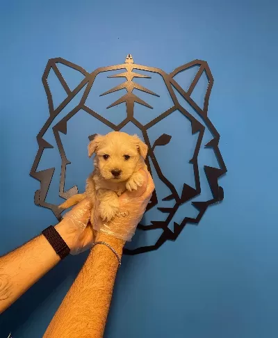 Irk Garantili Maltipoo Yavrularımız