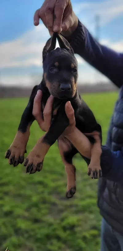 Safkan Irk Garantili Doberman Yavrular