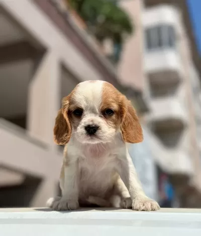 Irk Ve Sağlık Garantili King Charles Cavalier Yavruları