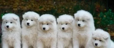 Samoyed Bebeklerimiz Sizleri Bekliyor