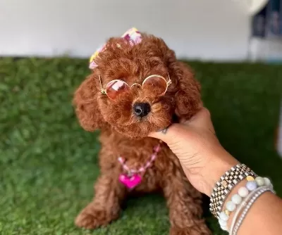 Guzeller Guzeli Toy Poodle Yavrular