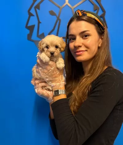 Gerçek Maltipoo Yavrularımız Cok Sirinler