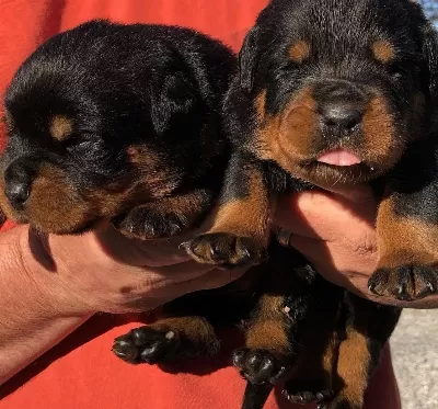 Safkan Irk Garantili Rottweiler Yavruları