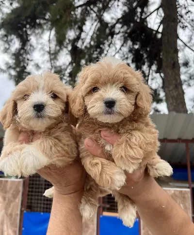 Maltipoo Mukemmel Bebekler
