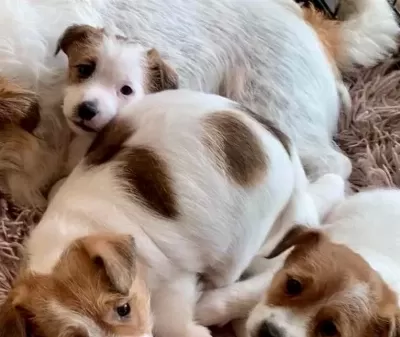 Jack Russel Bebeklerimiz