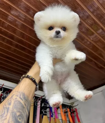 Ayı Surat Boo Yavrular