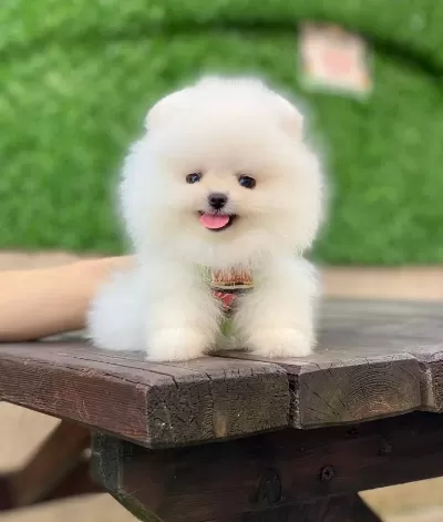 Orjinal Pomeranian Boo