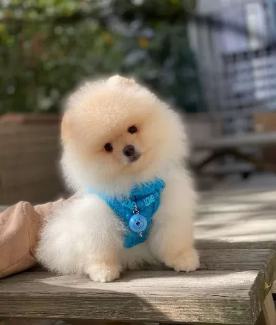 Pofuduk Pomeranian Bebekler
