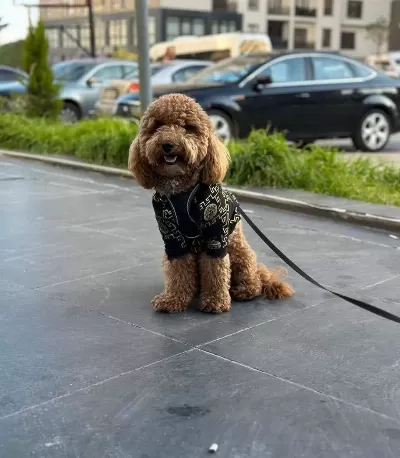 Tooy Poodle Red Kıpkırmızı Yavrular