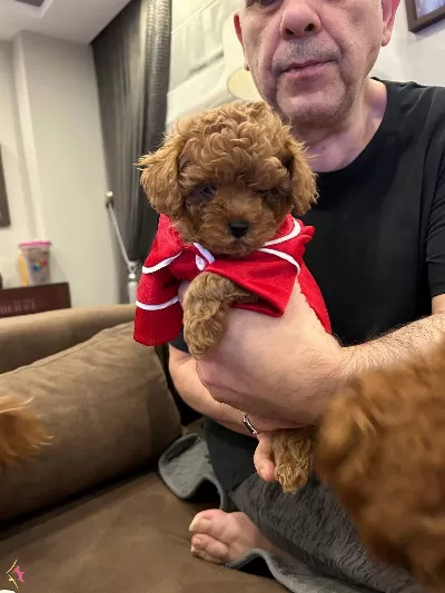 Toypoodle Redbrown Darkred Teacup