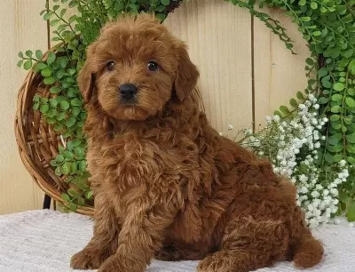 Tooy Poodle Cinsi Yavrular