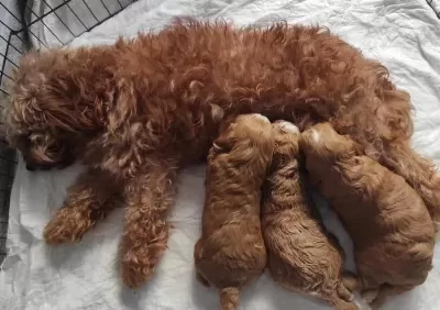 Toy Poodle Kızıl Red Yavrular