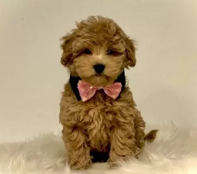 Toy Poodle Evcil Bebekler