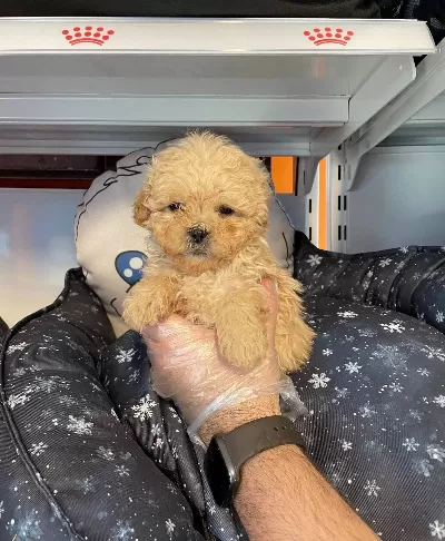 Gerçek Tea Cup Sirin Ve Ozel Maltipoo Bebeklerimiz