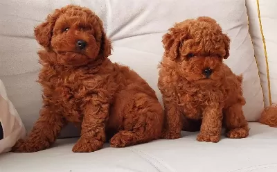 Tooy Poodle Red Yavrular
