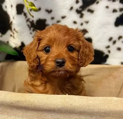Tooy Poodle Red Brown
