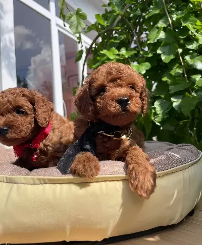 Orjinal Kore Poodle Bebekler Ped Eğitimli