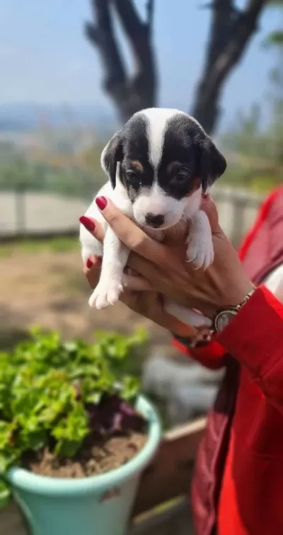 Maskeli Enerji Kupu Orjinal Jack Russell Yavrusu