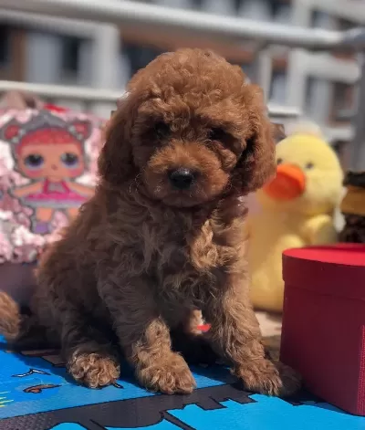 Orjinal Toy Poodle Yavrular