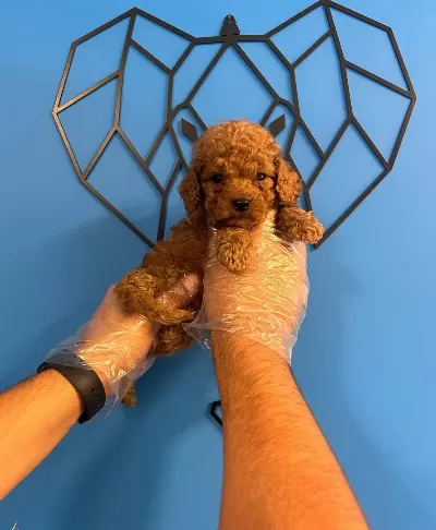 Irk Garantili Oyuncak Poodle Bebekler