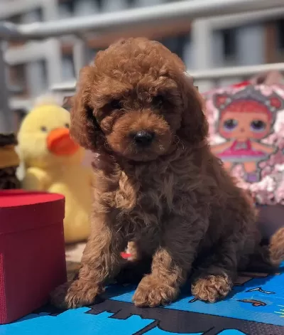 Sevimli Toy Poodle Yavrular