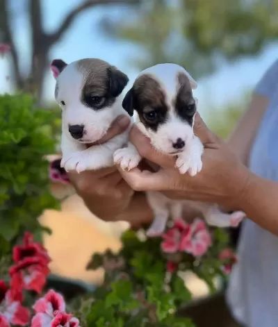 Karakteri Guclu Mikrocipli Ve Maskeli Jack Russell