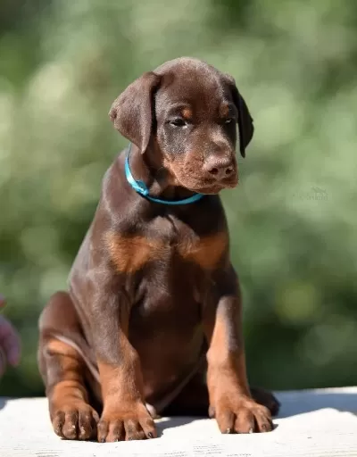 Kızıl Ve Siyah Doberman Yavrular