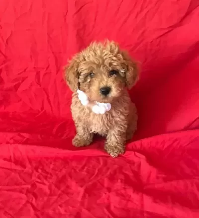Orjinal Toy Poodle Yavrular