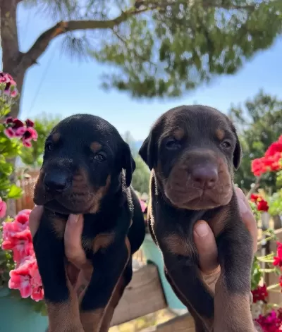 Doberman Yavrularımız
