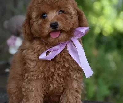 Toy Poodle Efsane Guzellikte Yavrularımız