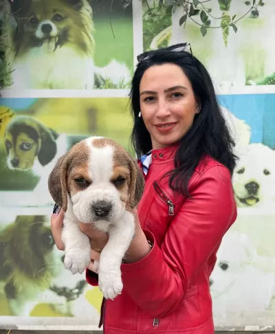 Beagle Yavrularım Sağlık Ve Irk Garantilidir